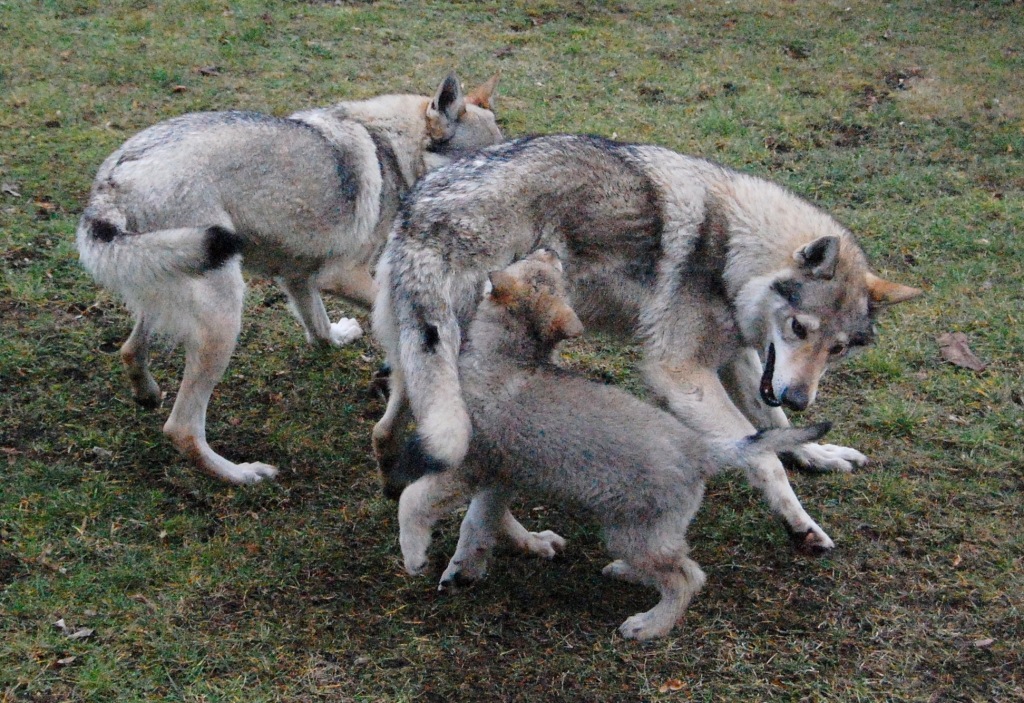 tanec s vlky