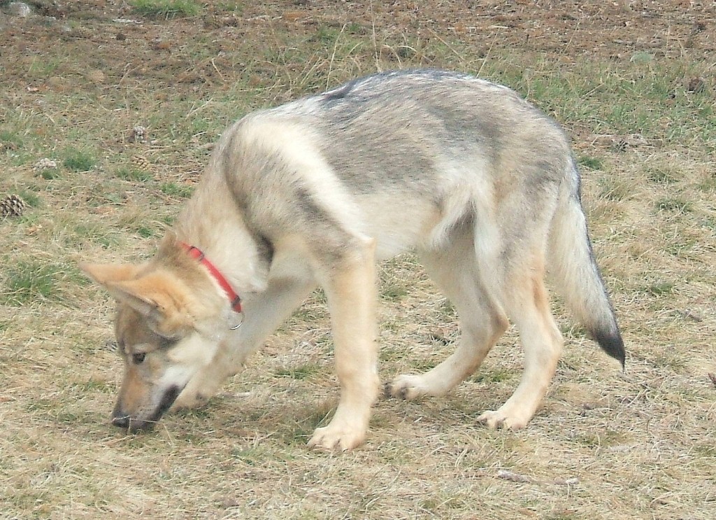 Bellatrix 15 týdnů