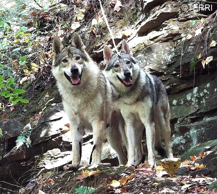 Meigun a Popelka