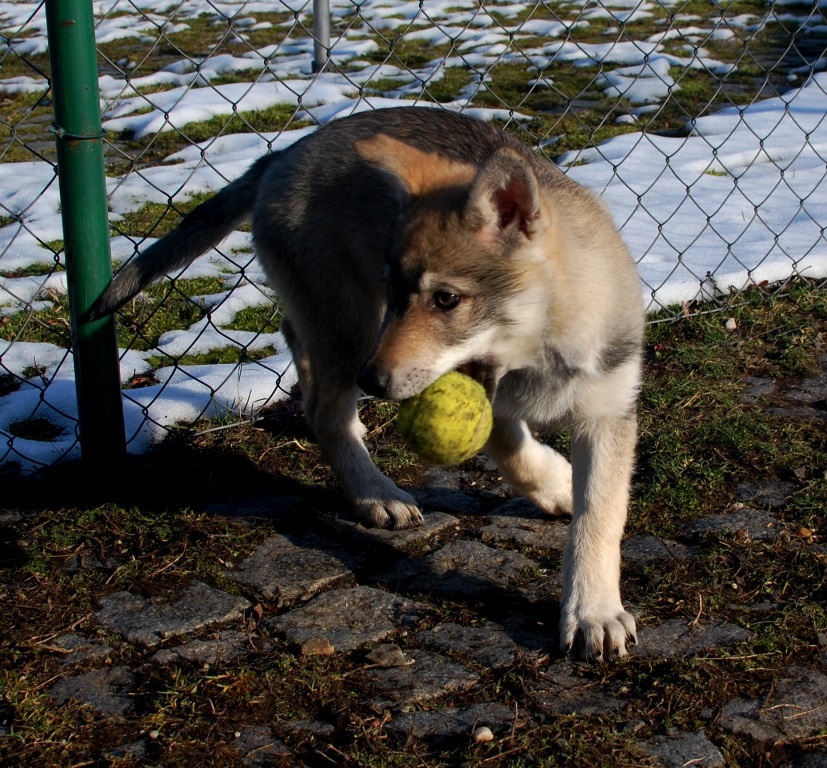 Caty s tenisákem