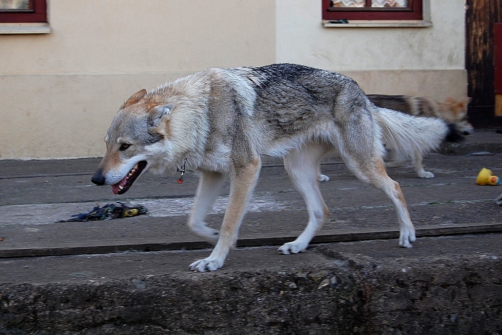 Arinka ve svém živlu