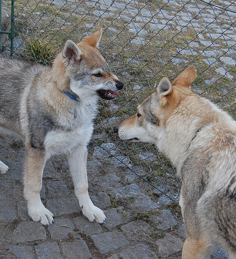 To sem zlej!