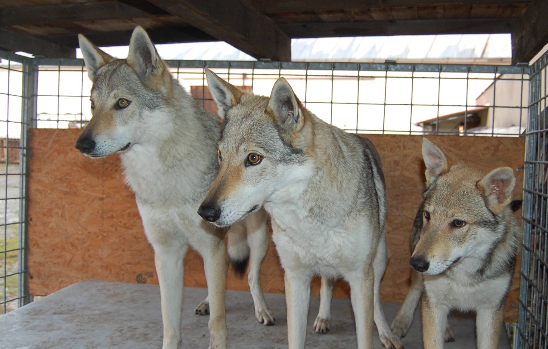 Arka, Xitta a Cairo