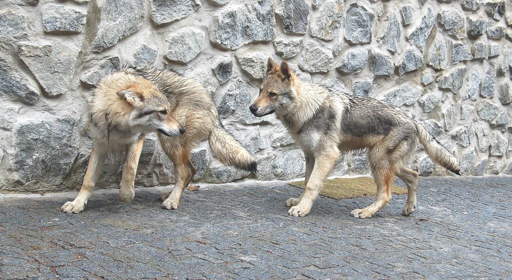 Dixie a Doby 22 týdnů