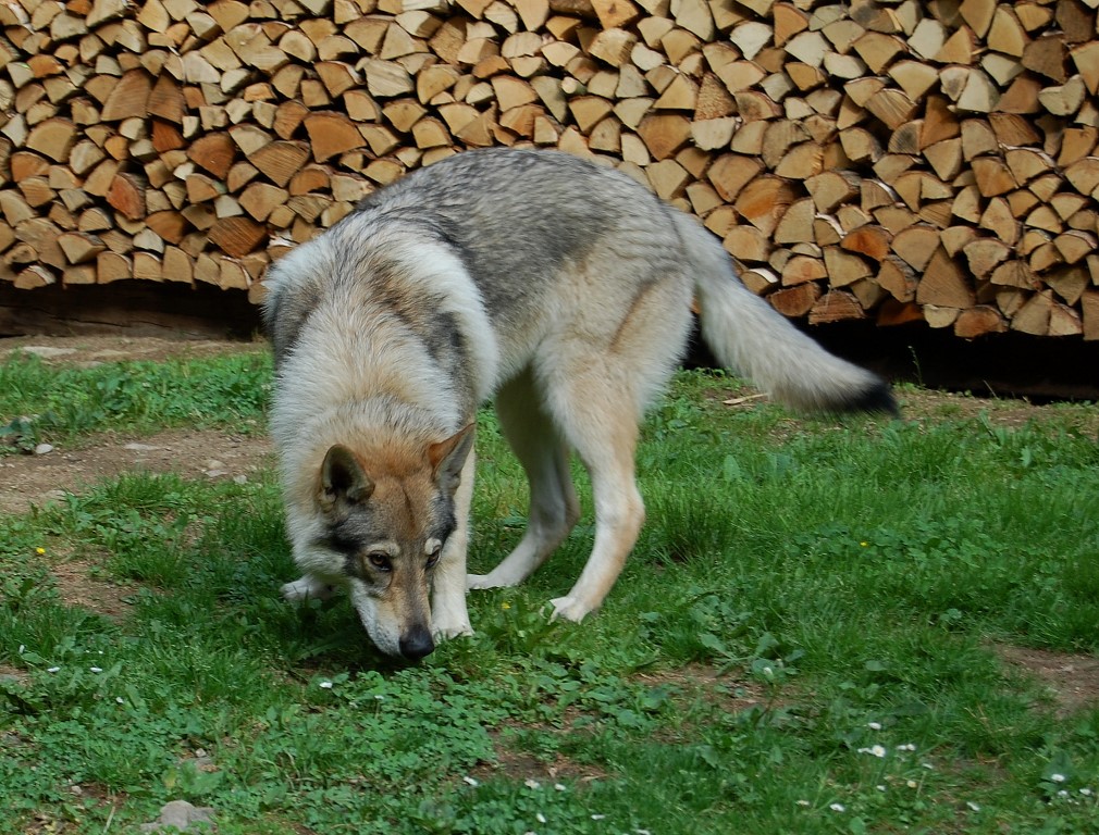 chlupáč Dag