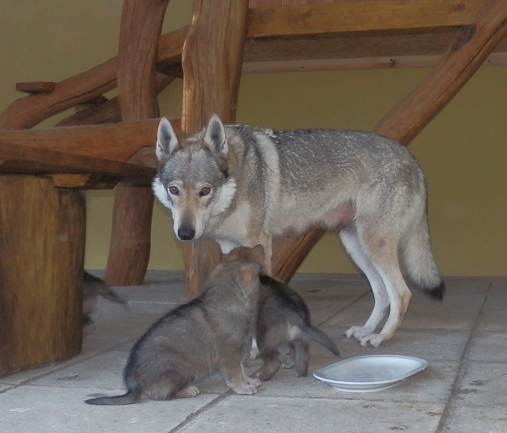 Xitta a holčičky Freya a Fany