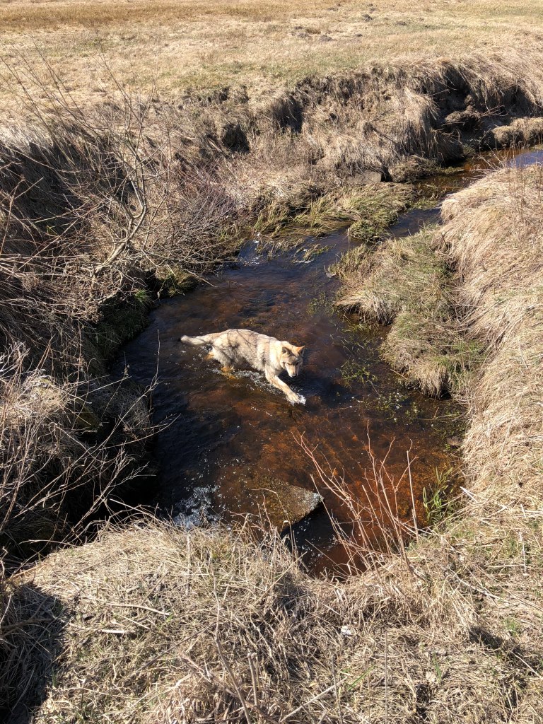 ochlazení