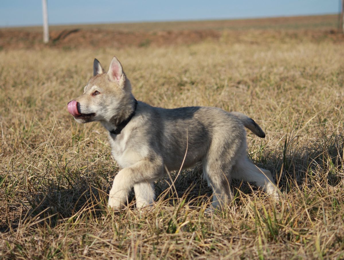 Howkie_11weeks_Postupice6