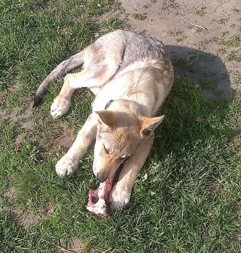 Asha s kostičkou