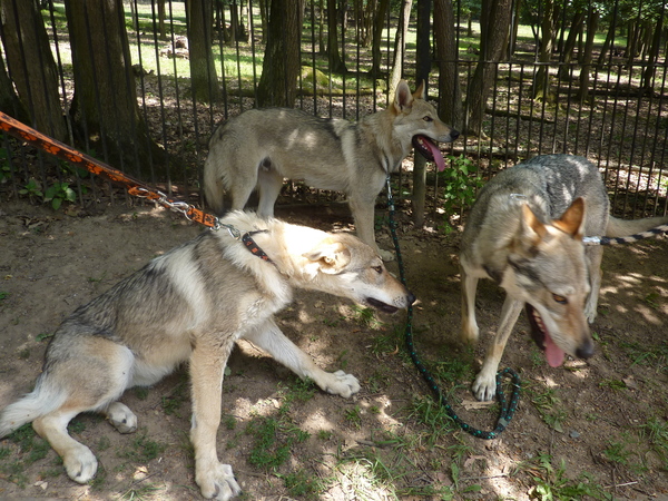 s kamarády v ZOO