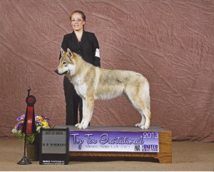 buddha---nejlepsi-vlcak-ukc-2013---.jpg